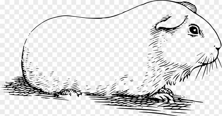 Pig Whiskers Guinea Hamster Clip Art PNG