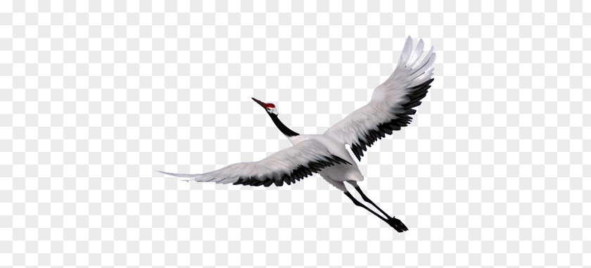 Red-crowned Crane PNG crane clipart PNG