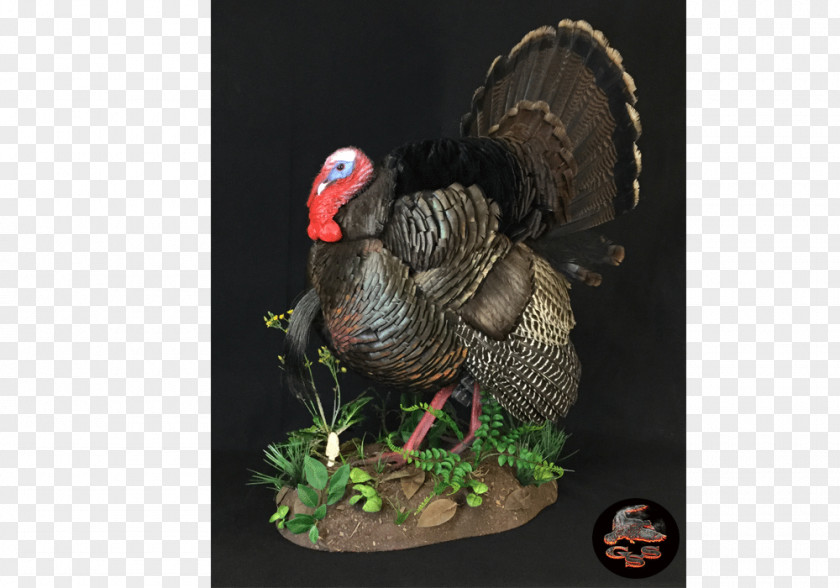 Turkey Watercolor Stehling's Taxidermy King Products Tail Galliformes PNG