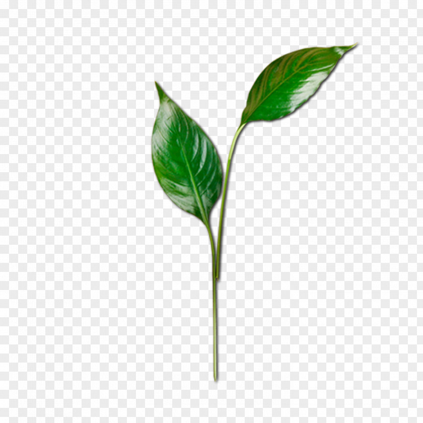 A Leaf Hot Pot App Store Apple PNG