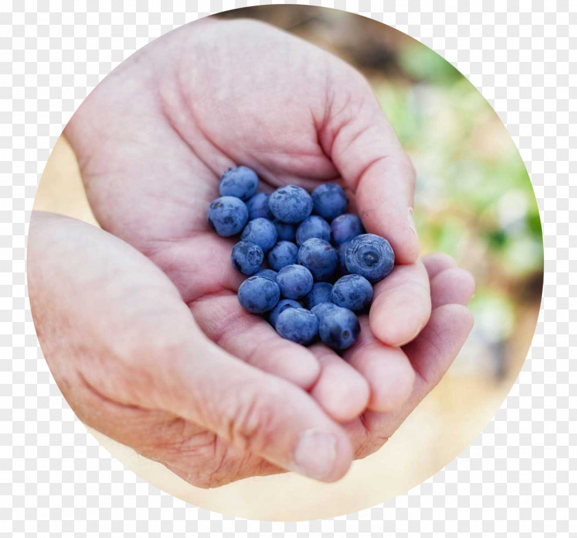 Blueberry Bilberry Superfood Organic Food PNG