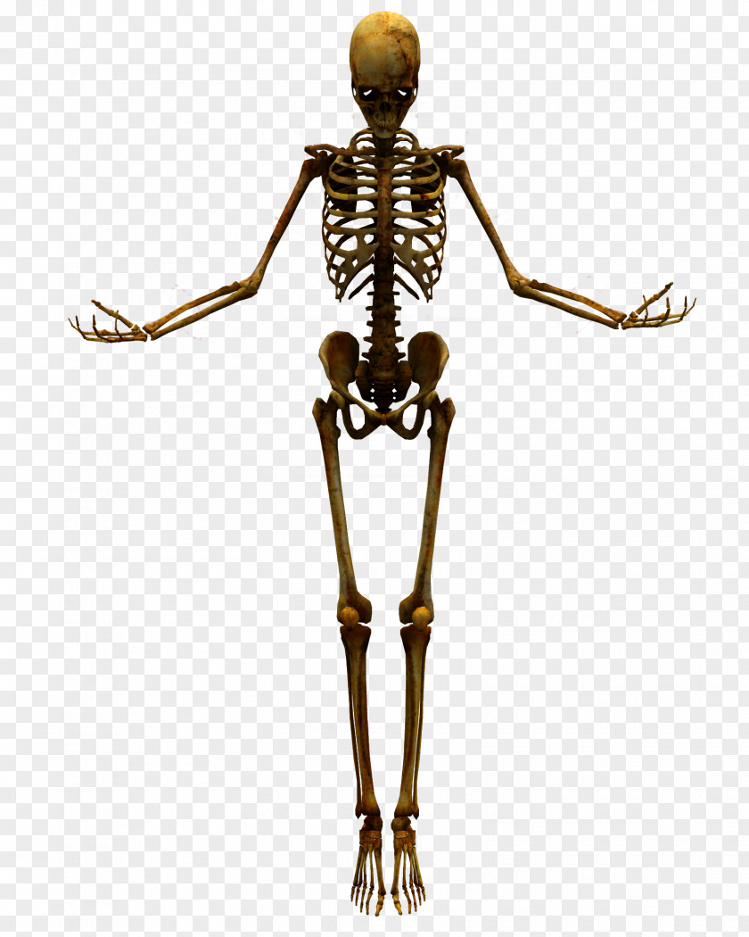 Bones Human Skeleton Skull PNG