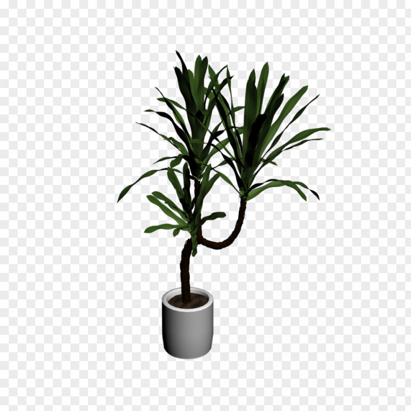 Cat Palm Houseplant Tree Flowerpot Room PNG