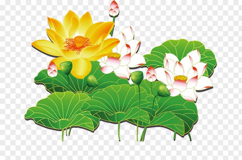 Dutch Lotus Leaf Tea Nelumbo Nucifera Lutea Effect PNG