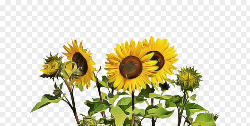 Flower Common Sunflower Seeds Seed Annual Plant PNG