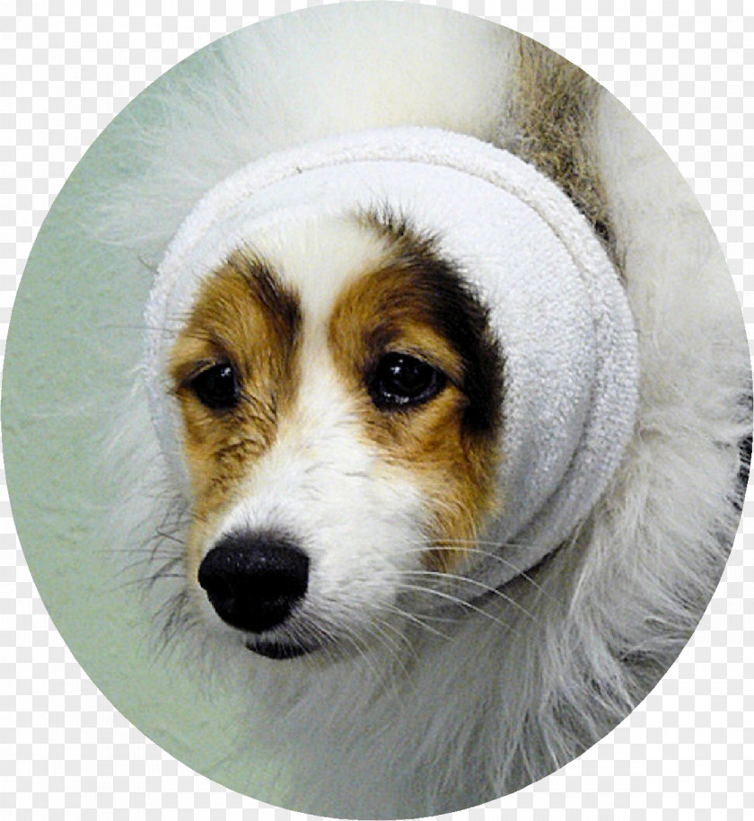 Puppy Dog Breed Shetland Sheepdog Kooikerhondje Grooming PNG