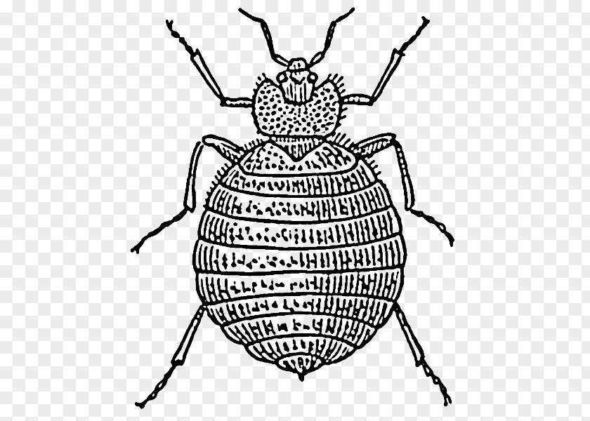 Bed Clipart Bug Bite Insect Drawing PNG