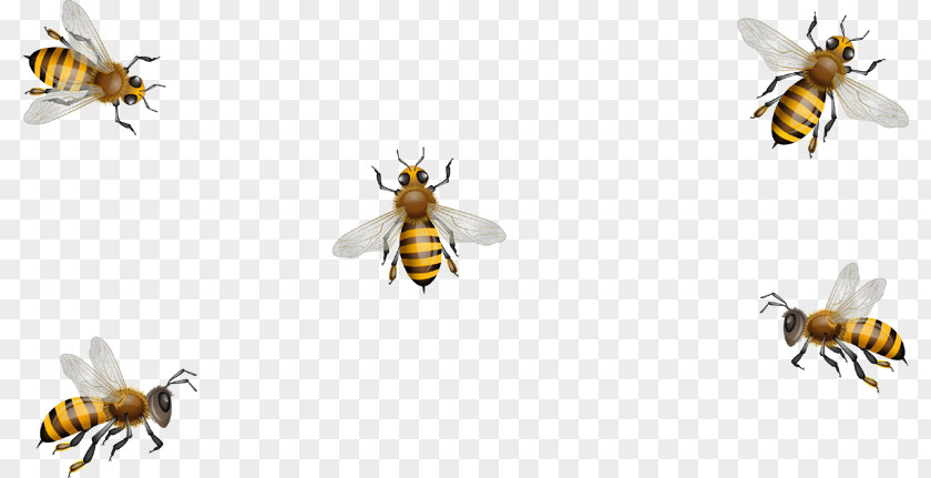 Bee Honey Paper Hornet Dietary Supplement PNG