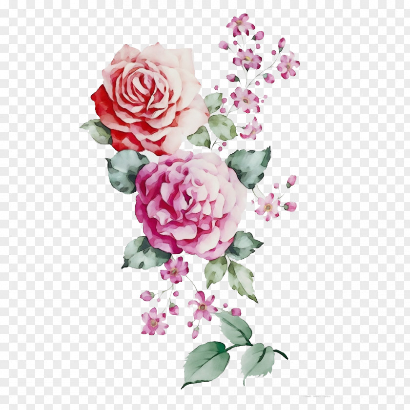 Flowering Plant Rose Family Garden Roses PNG