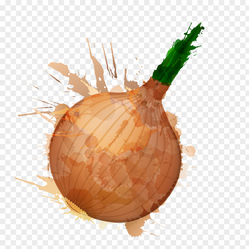 Inkjet Onion Photography Royalty-free Clip Art PNG