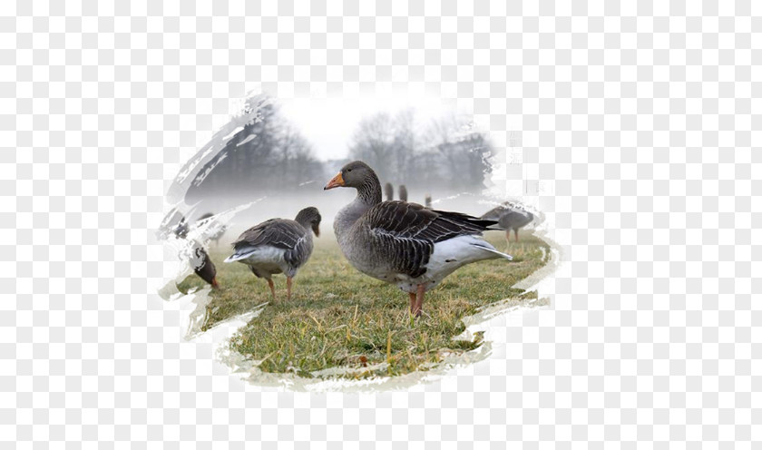 Quality Duck Farm Greylag Goose Domestic Bird Emperor Hunting PNG
