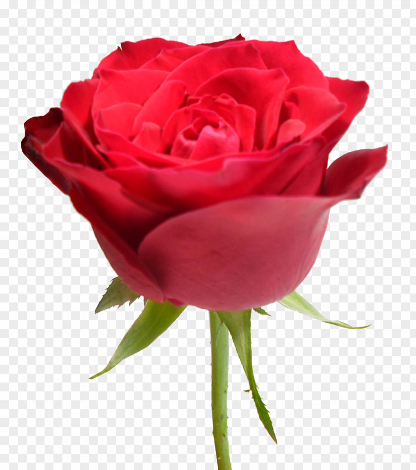 Rosas Vermelhas Garden Roses Cabbage Rose Floribunda Red Clip Art PNG