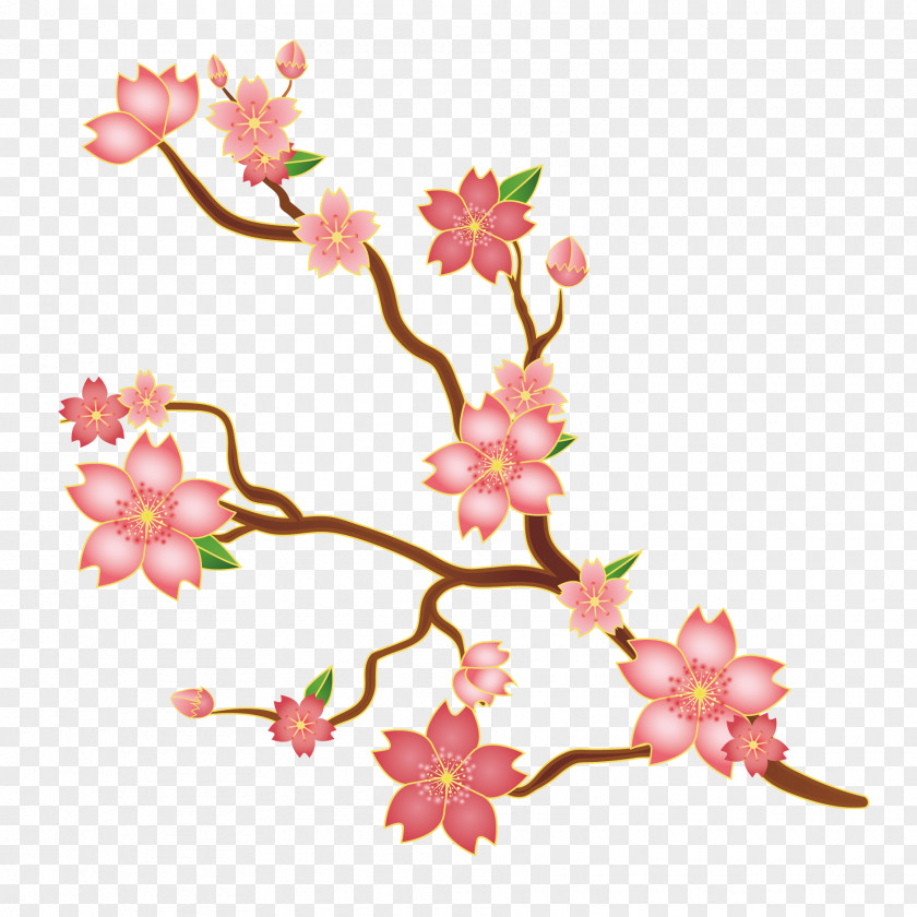 Vector Pink Japanese Cherry Blossoms Blossom Floral Design Euclidean Illustration PNG