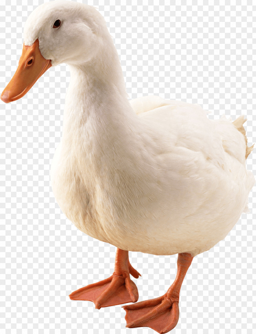 Duck Image Mallard Bird Goose PNG