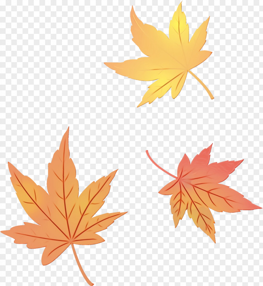 Maple Sweet Gum Leaf PNG