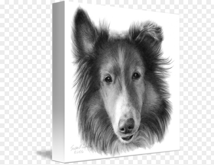 Pencil Rough Collie Shetland Sheepdog Dog Breed Smooth Drawing PNG