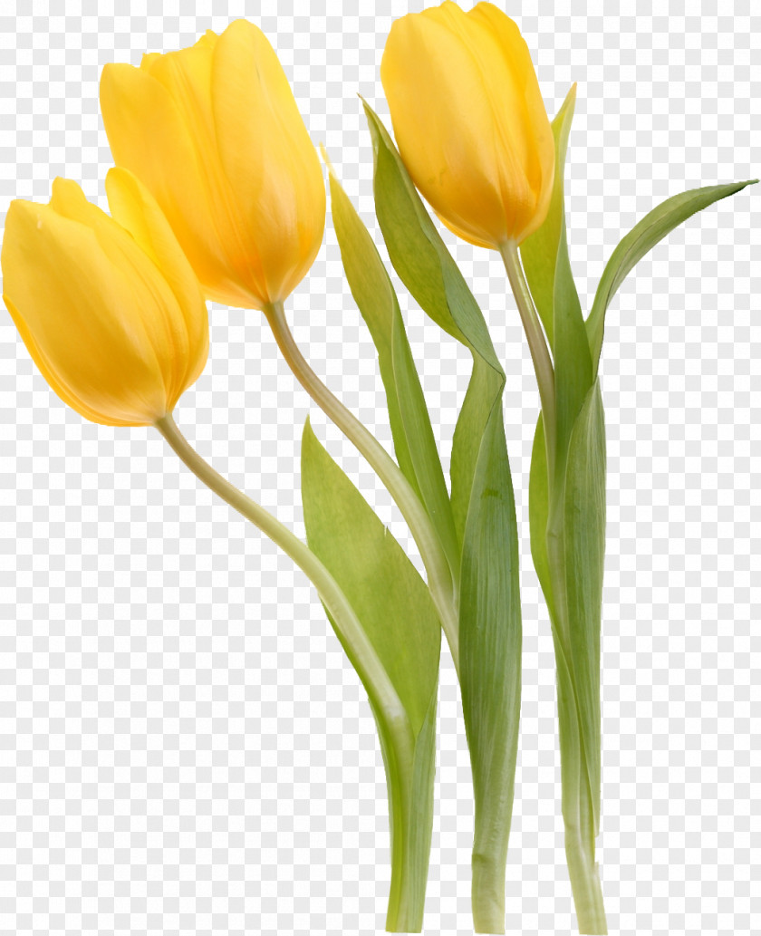 Tulip Tulipa Sylvestris Flower Yellow Plant PNG