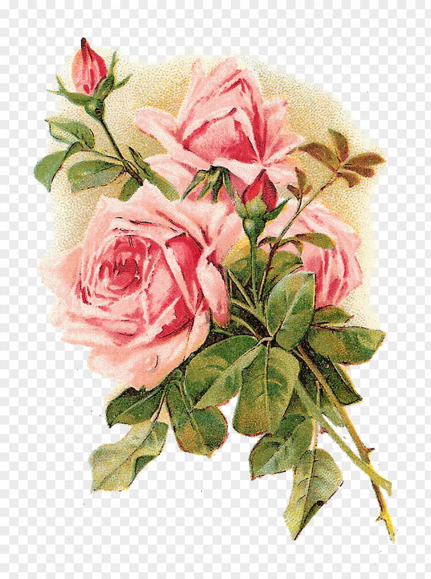 Vintage Background Rose Clothing Flower Pink Shabby Chic PNG