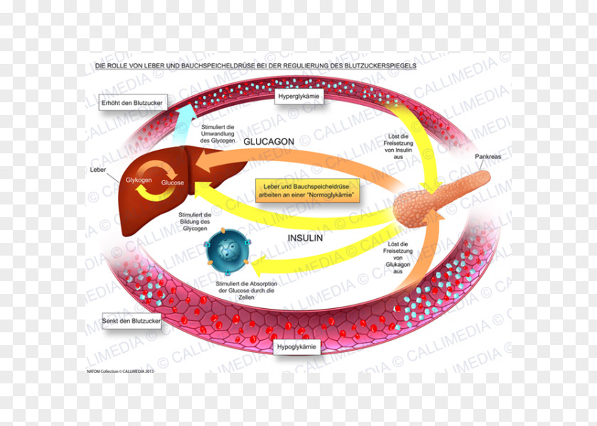 Blood Sugar Regulation Pancreas Physiology Liver PNG