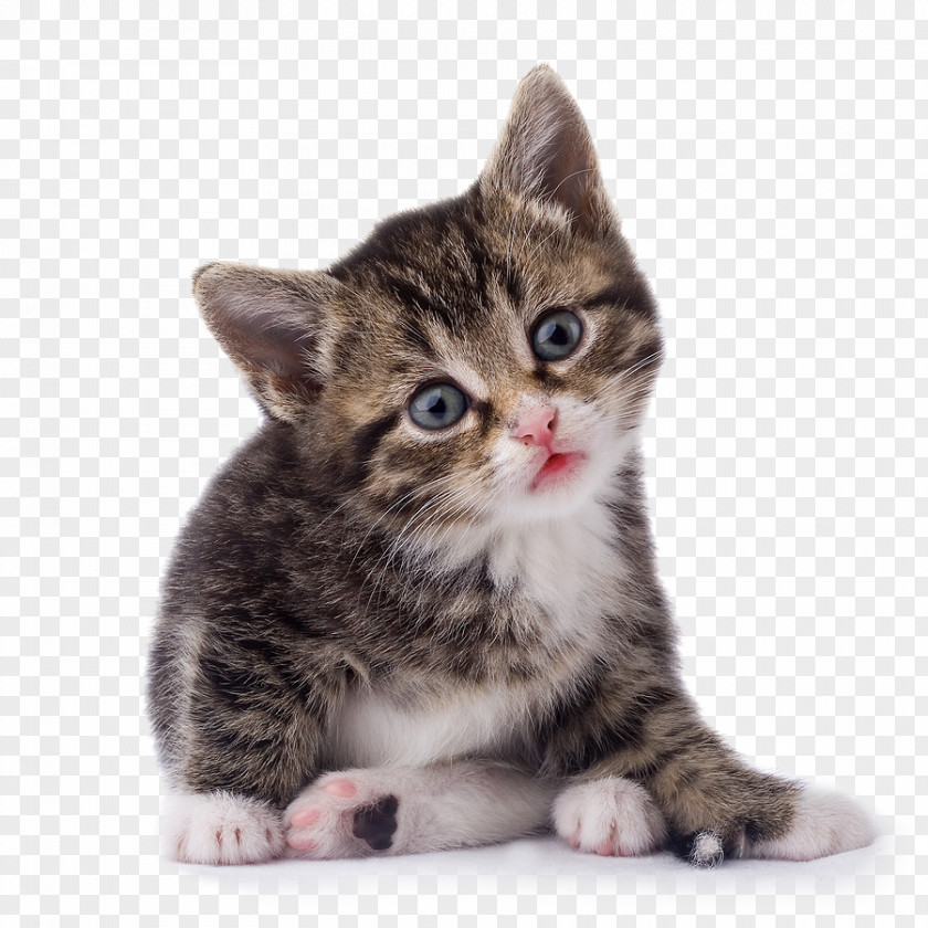 Cat Image, Free Download Picture, Kitten Munchkin Maine Coon PNG