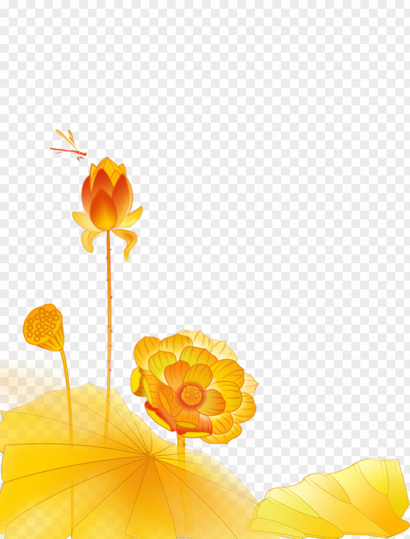 Chinese Lotus Gold Nelumbo Nucifera Color PNG