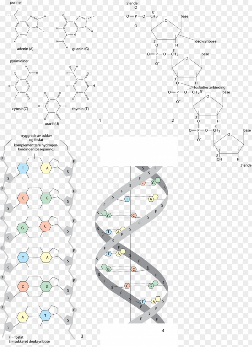 DNA RNA Phosphate Nucleic Acid Nucleotide PNG