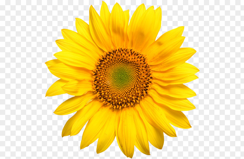 Flower Common Sunflower Seed Desktop Wallpaper Oil PNG