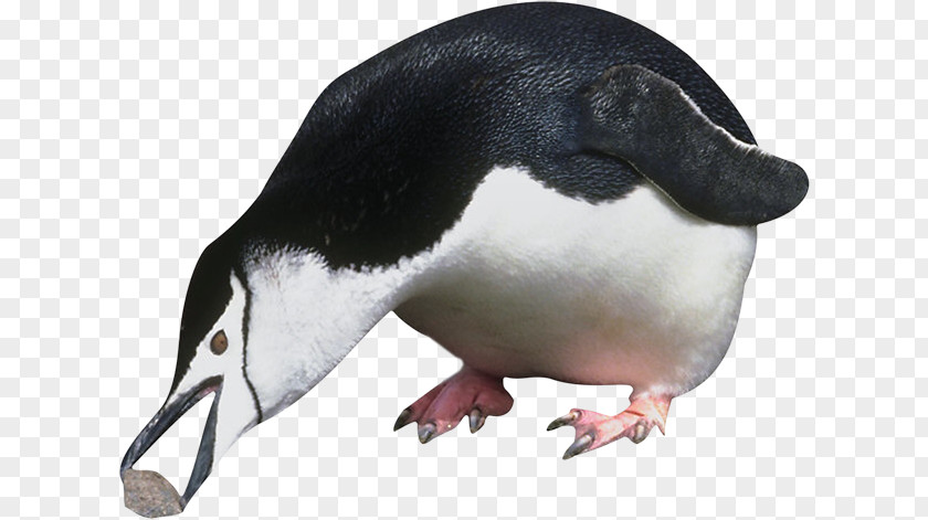 Penguin Antarctica Image Vector Graphics PNG