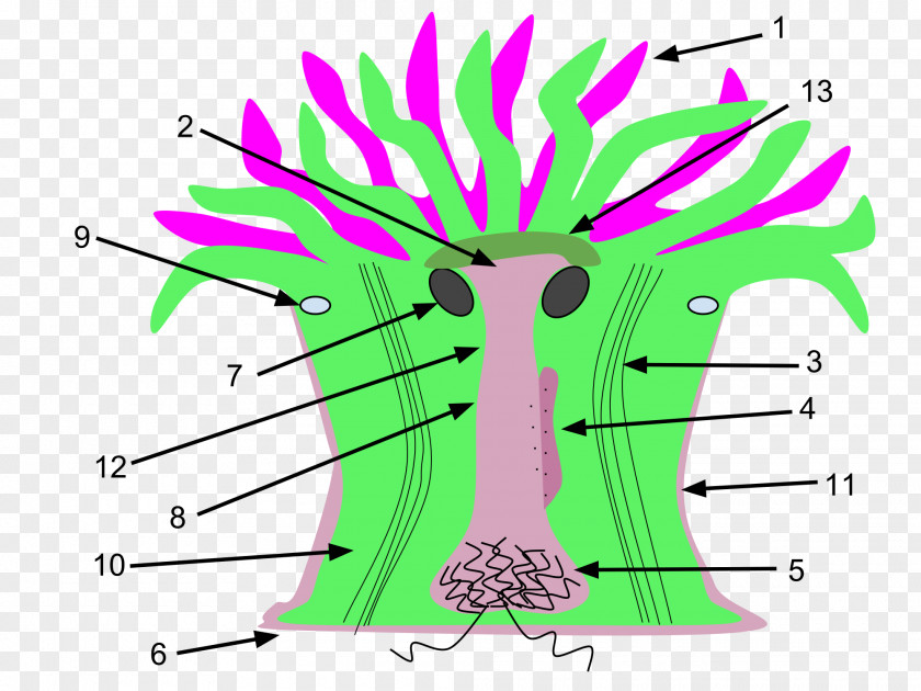 Anemone Sea Clonal Plumose Anatomy Cnidaria Clip Art PNG