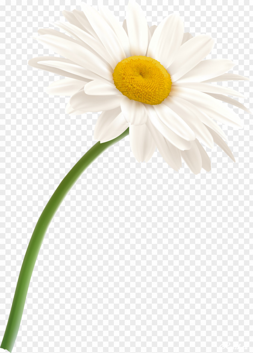 Camomile German Chamomile Flower Oxeye Daisy PNG