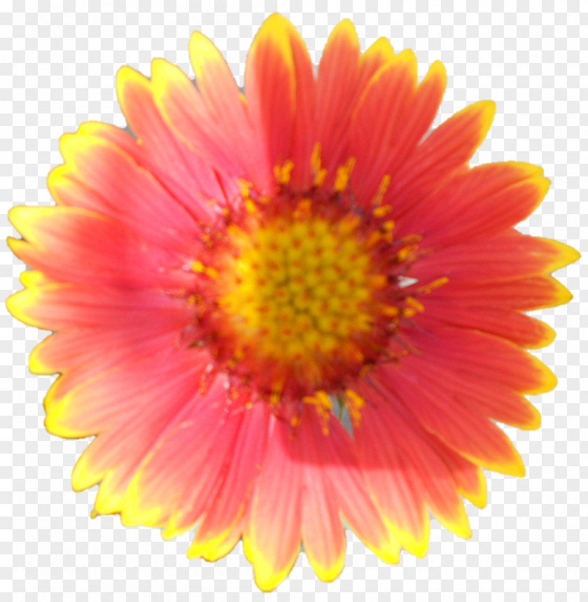 Corn Transvaal Daisy Garfield Chrysanthemum Van Geest Bros Limited (Westdale) Choiz ® Makelaars & Taxateurs PNG