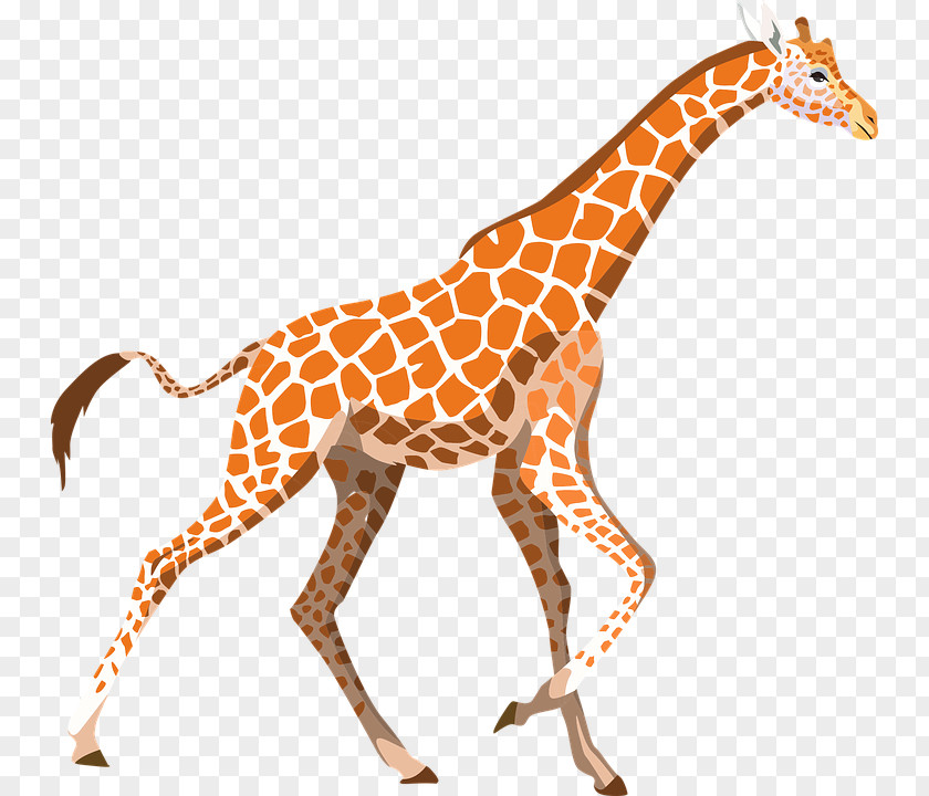 Giraffe T-shirt Hoodie Clip Art PNG