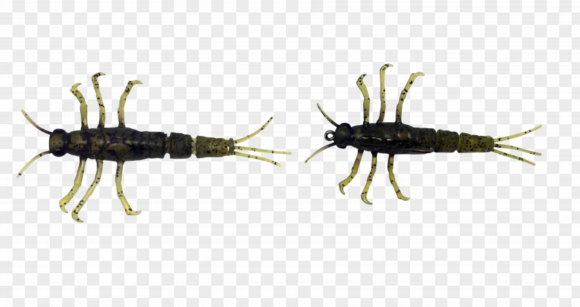 Insect Mayfly Nymph Larva PNG