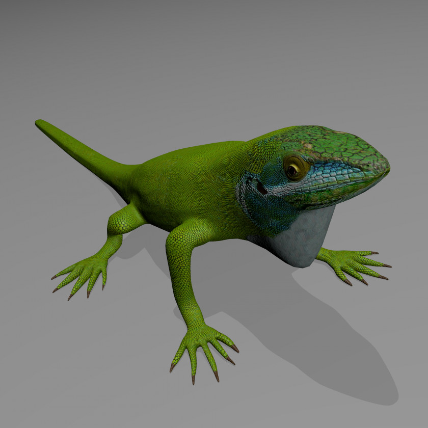 Lizard Common Iguanas Reptile Carolina Anole 3D Computer Graphics PNG