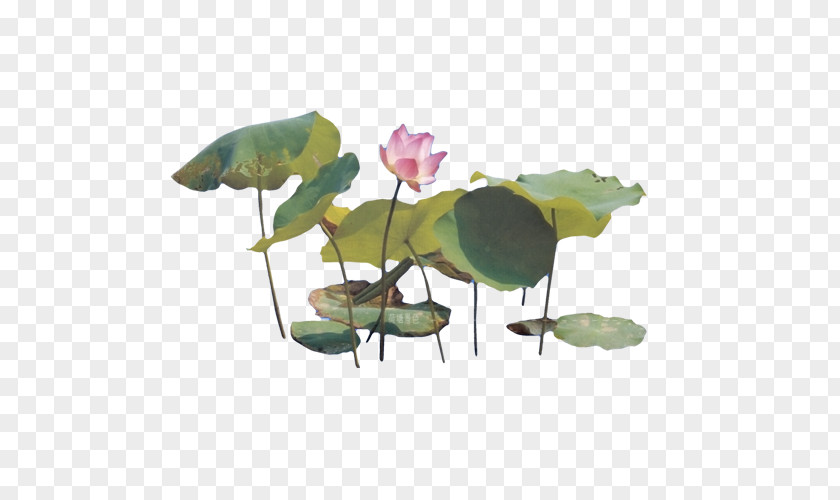 Painting Lotus Nelumbo Nucifera Chinese Ink Wash PNG