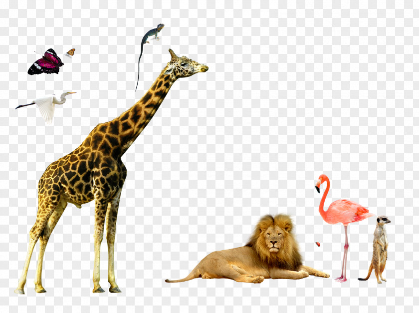 Animal World Giraffe Lion Red Crowned Crane Northern Deer Elk PNG