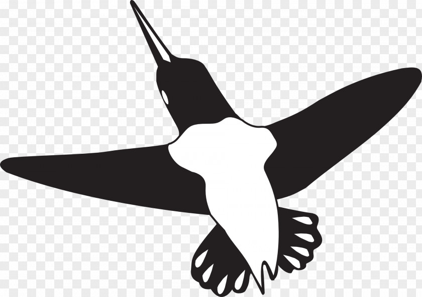 Bird Beak Hummingbird Wing Clip Art PNG
