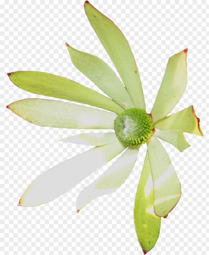 Flower Petal Plant Stem PNG