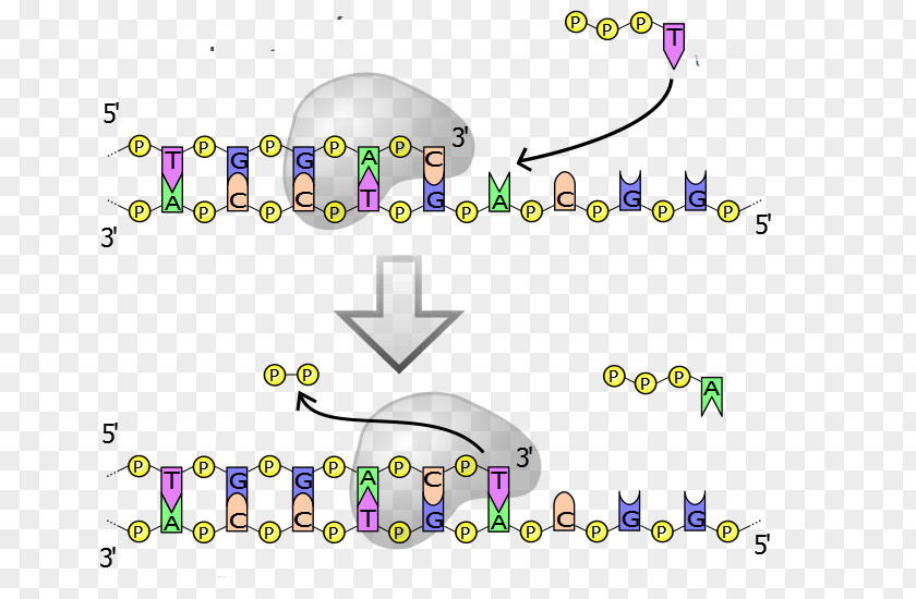 Proofreading DNA Polymerase Replication PNG