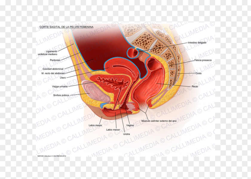 Woman Pelvic Floor Perineum Pelvis Anatomy PNG