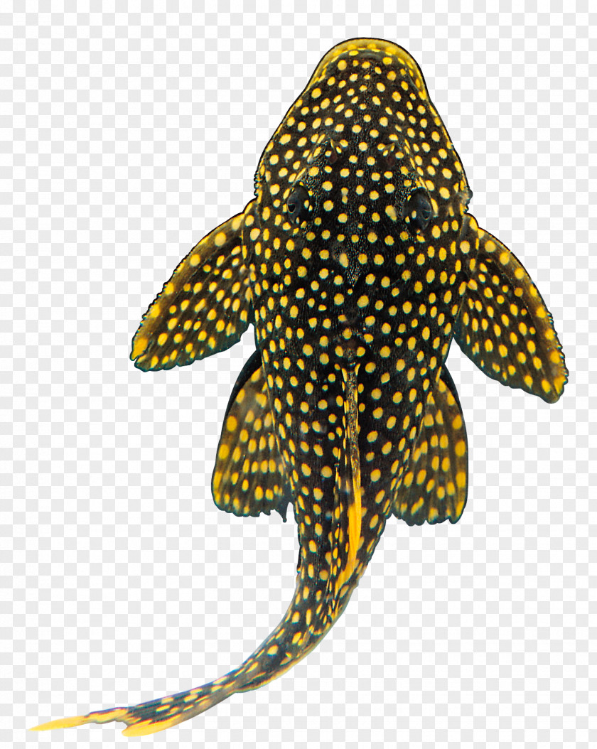 Fish Goldfish Shark Suckermouth Catfish Tropical PNG