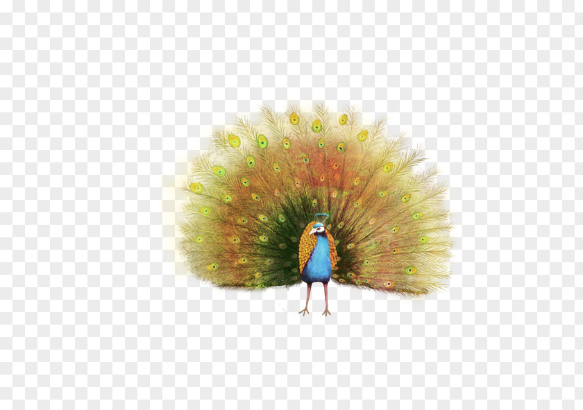 Peacock Peafowl Painting Feather PNG
