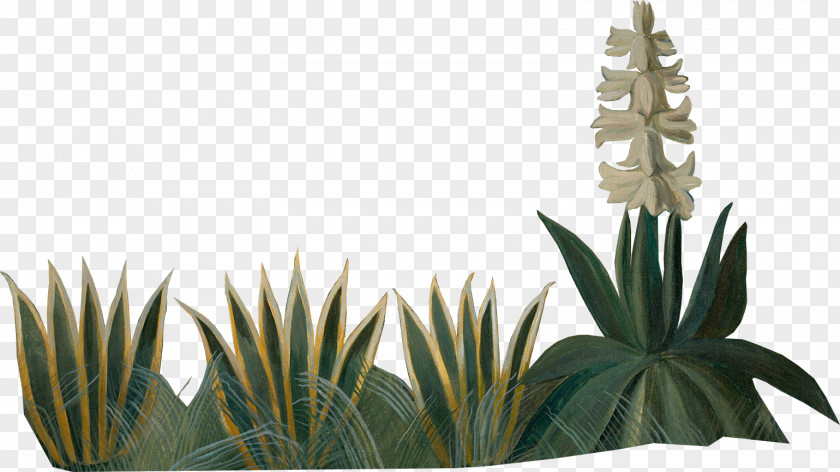 Plants Agave Azul Flowerpot Author Houseplant Copyright PNG
