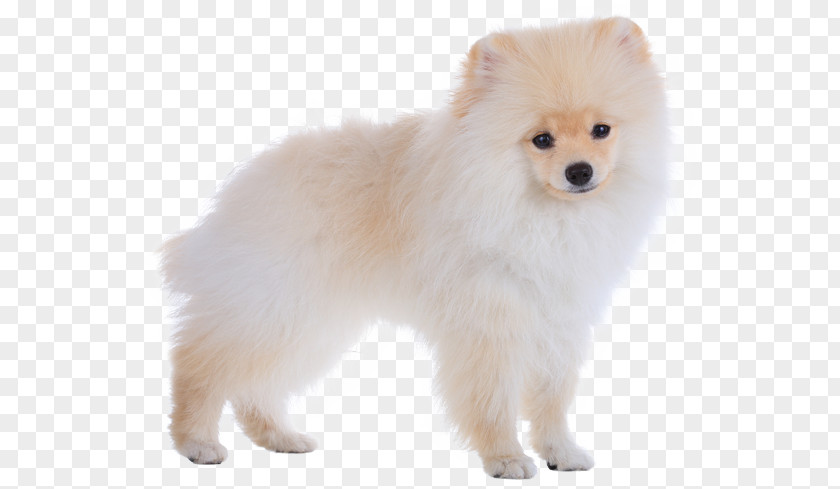 Puppy German Spitz Mittel Klein Pomeranian Japanese Finnish PNG