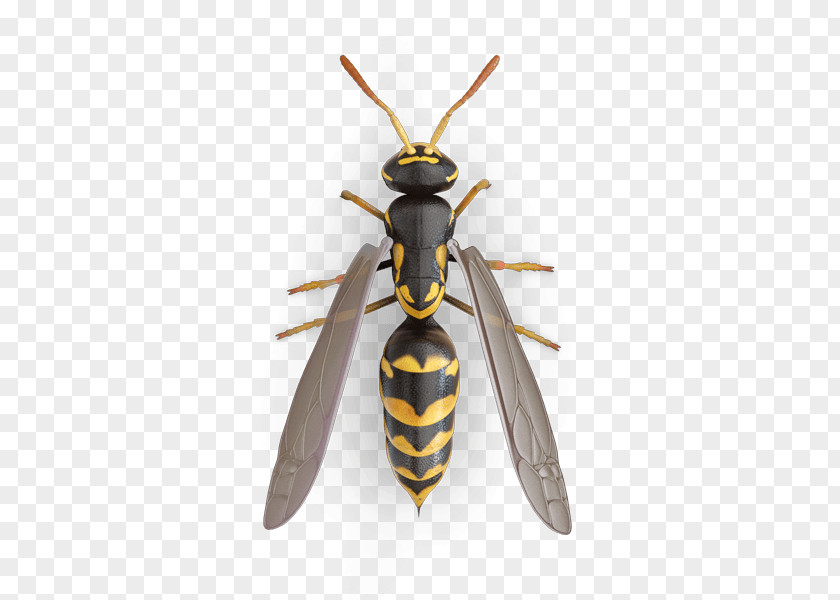 Wasp Trap Insect Paper Fly Bee PNG