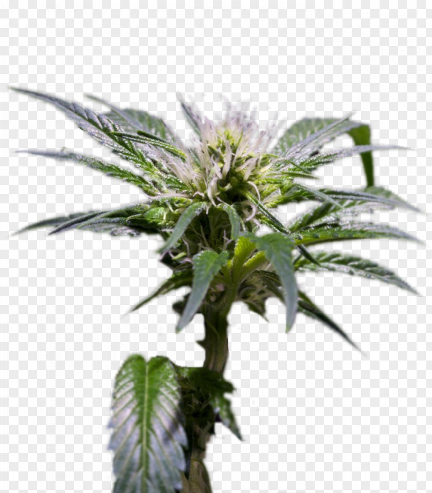 Hemp Feminized Cannabis Seed Cultivar Cash On Delivery PNG