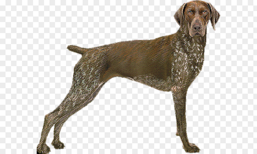 Hund Border Collie Old Danish Pointer German Shorthaired Longhaired Wirehaired PNG