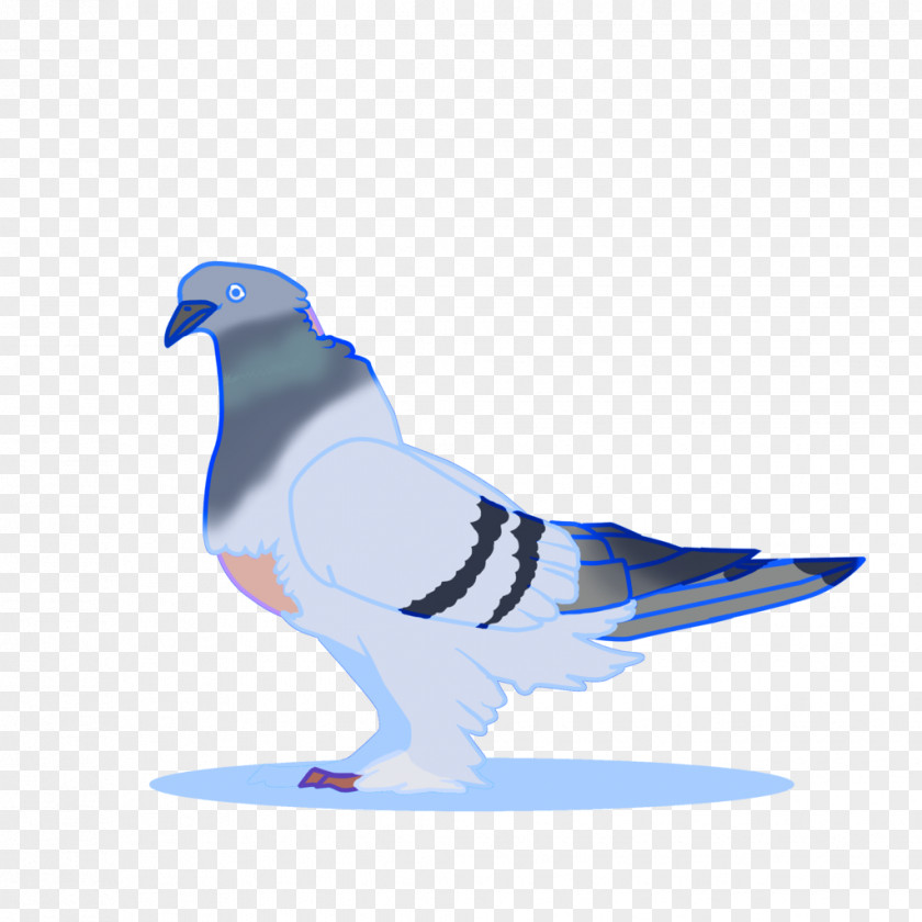 Pigeon Bird Columbidae Domestic Cobalt Blue Beak PNG