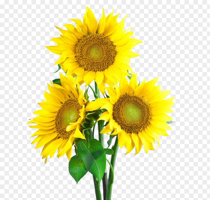 Sunflower Common Seed Icon PNG