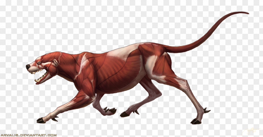 Animal Anatomy Sketches Wildlife Terrestrial Carnivora Character PNG